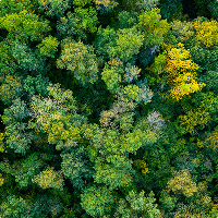 Trees from above