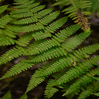 fern